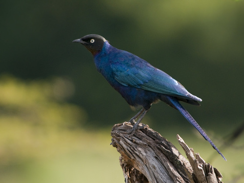 Rüppell's Starling