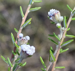 Phylica disticha disticha