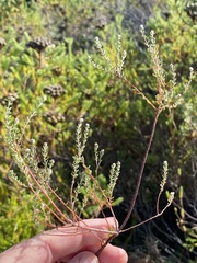 Phylica disticha disticha