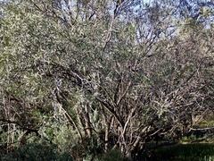 Alectryon oleifolius canescens