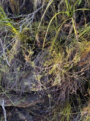 Phylica disticha disticha