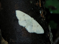 Cyclophora albipunctata