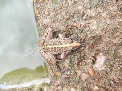 Ptychadena mascareniensis