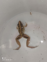 Ptychadena mascareniensis