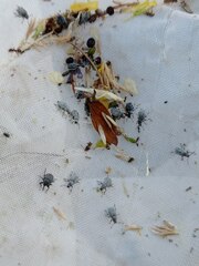 Centricnemus leucogrammus