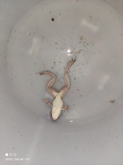 Ptychadena mascareniensis