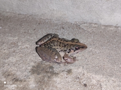 Ptychadena mascareniensis