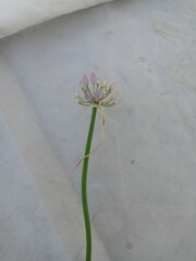 Allium cretaceum