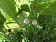 Epilobium glaberrimum