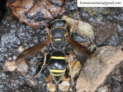 Ancistrocerus krausei