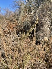 Artemisia palmeri