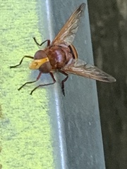 Volucella zonaria
