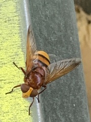 Volucella zonaria