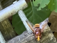 Volucella zonaria