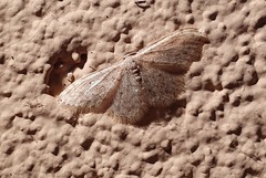 Scopula marginepunctata