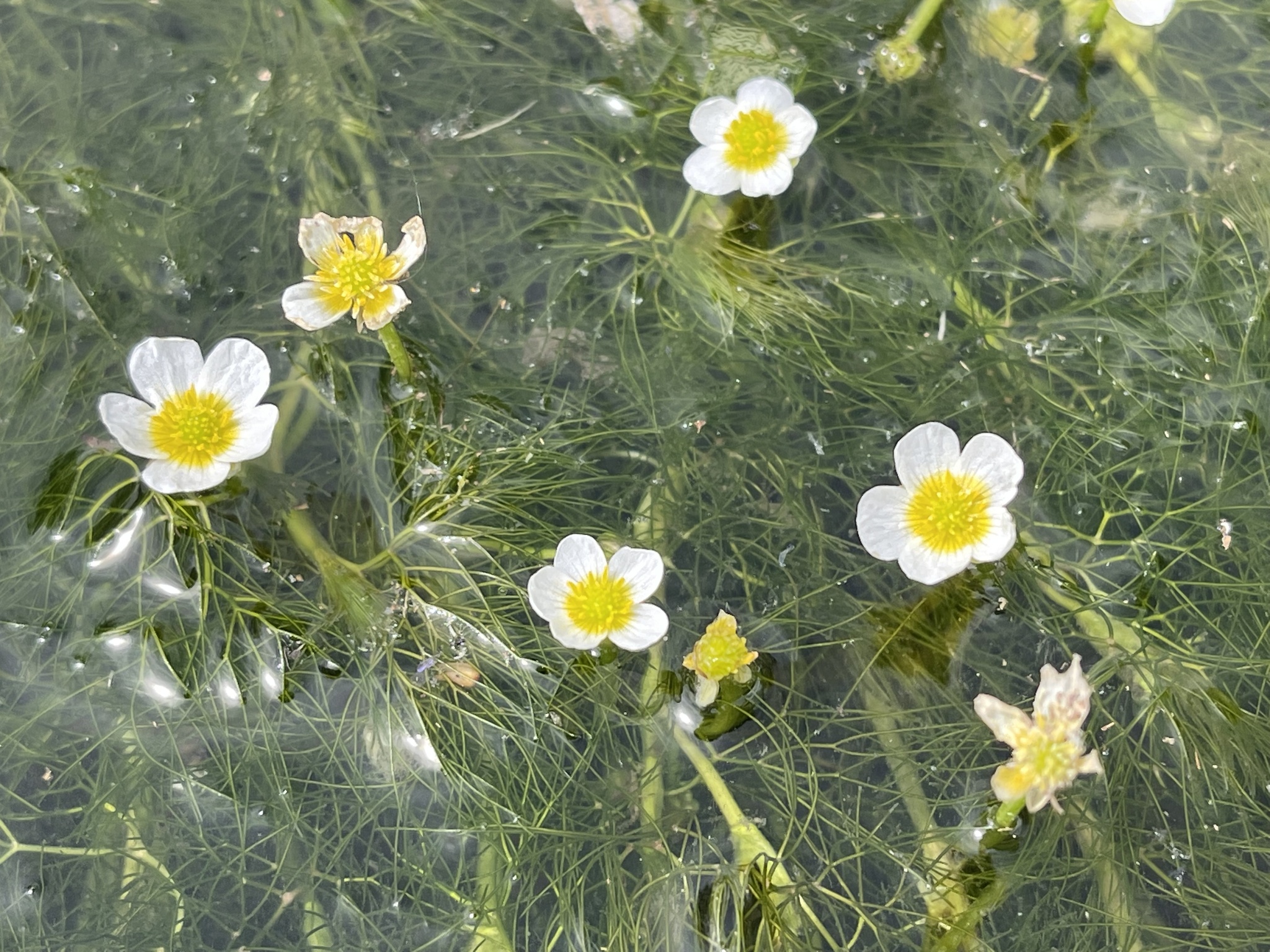 Ranunculus aquatilis var. diffusus