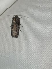 Opigena polygona