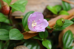 Melastoma dodecandrum