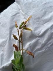 Magnoliopsida
