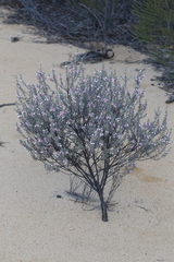 Boronia ternata