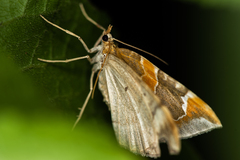 Eulithis pyropata
