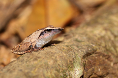 Pseudophilautus cuspis