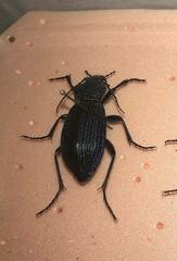 Carabus exaratus