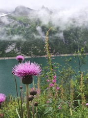 Cirsium serratuloides