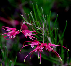 Grevillea pinaster