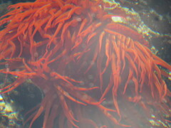 Pseudactinia