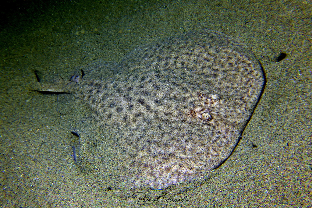 Marbled Electric Ray