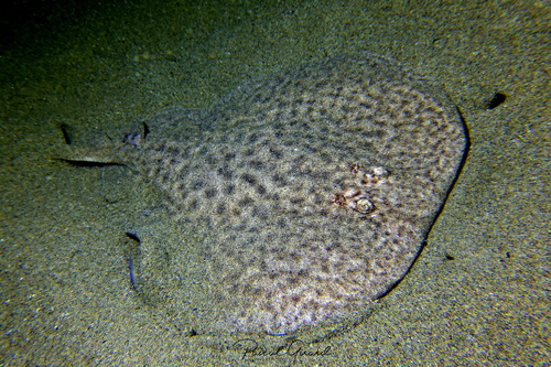 Marbled Torpedo, photo 3 of 8