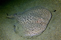 Marbled Electric Ray photo 1