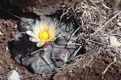 Thelocactus rinconensis multicephalus
