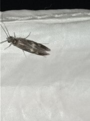 Neureclipsis bimaculata