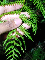 Pteridium revolutum