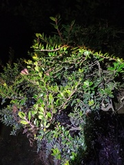 Vaccinium varingiifolium