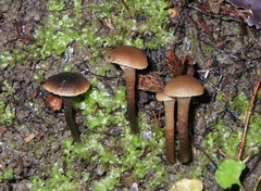 Camarophyllopsis