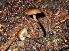 Camarophyllopsis