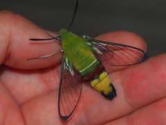 Cephonodes hylas