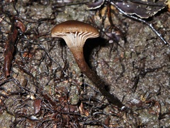 Camarophyllopsis