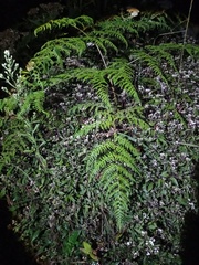 Pteridium revolutum