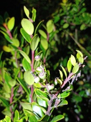 Vaccinium varingiifolium