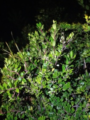 Vaccinium varingiifolium