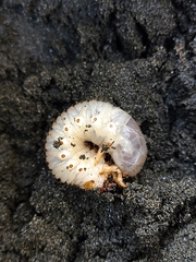 Pericoptus