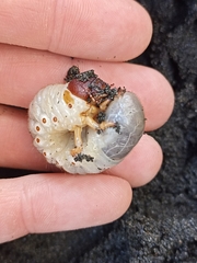 Pericoptus