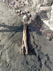 Pericoptus