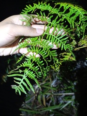 Pteridium revolutum