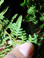 Pteridium revolutum