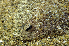 Arnoglossus